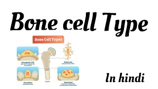 Bone cells  osteoclasts  osteoblasts  osteocytes  bone marrow cells  bone lining cells [upl. by Assenyl518]