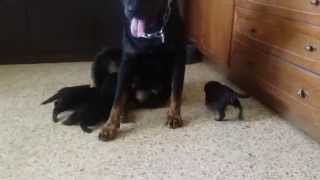 Rottweiler puppies 3 weeks old [upl. by Dustin]