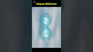 Mayoz Bölünme [upl. by Ellenahs58]