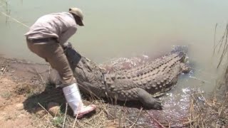 Biggest Crocodiles Attacks Caught On Camera [upl. by Nicoline]