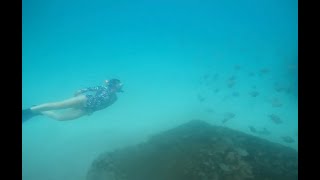 Currumbin Alley Snorkelling [upl. by Head460]