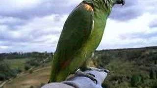 Amazon parrot free flight  3 [upl. by Celina]