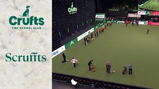 Scruffts SemiFinal  Crufts 2024 [upl. by Leonidas211]