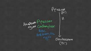 TCA Cycle  Amphibolic Role and Anaplerotic Reactions [upl. by Aunson]