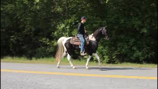 Bojangles General Spotted Trail Horse for sale at McNatt Farms [upl. by Fonz]