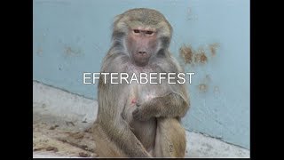 Janne Aagaard – Efterabefest [upl. by Maida]