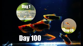 Platy Fish Life Cycle Breeding Project [upl. by Kopaz]