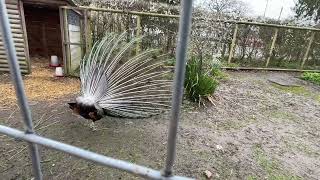 Peacock opening feathers at Godstone farm UK [upl. by Anahsit]