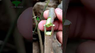 Plant grafting technique for beginners successful and satisfying usa grafting videos [upl. by Haidedej]