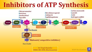 4 Inhibitors of Electron Transport Chain amp Oxidative Phosphorylation  Biological Oxidation [upl. by Goth]