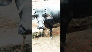 5 Star Buffalo Milk Buffalo Milk Benefits Dairy Products Milk Alternatives Hea shorts [upl. by Neelcaj]