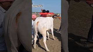 Bull jumping। bailanchi race। Racing Bull। khillar bull। [upl. by Nilla977]