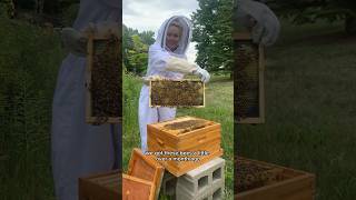 Our bees swarmed… now what beekeeping honeybees beekeepers [upl. by Nos]