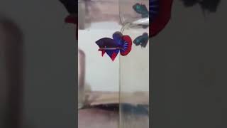 WILDBETTA IMBELLIS BLUE fypシ゚ fyp shorts wildbetta bettafish betta fish aquariumfish thai [upl. by Wilbur]