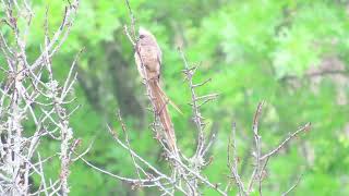 Speckled Mousebird [upl. by Husein]