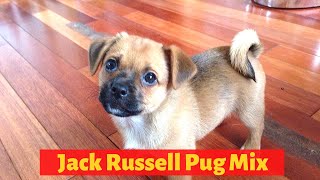 Interesting Facts about the Jack Russell Pug Mix Jug Should you get one for you [upl. by Yardley]