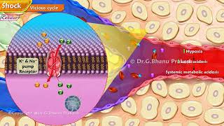 1 Shock  Definition Pathophysiology Vicious cycle Ischemia Reperfusion Syndrome [upl. by Yanahc120]