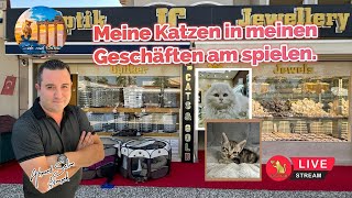 Meine Katzen von meinen Geschäften am spielen [upl. by Taylor791]