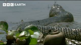 The Pantanal The Land of Giant Animals  How Nature Works  BBC Earth [upl. by Eniron729]