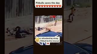 Pitbull saves boy from stray dog attack [upl. by Eidlog]