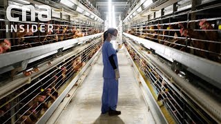 Inside Singapores Largest Egg Farm [upl. by Ahsienad493]