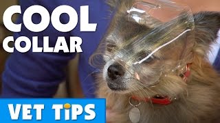 How To Care For Your Dog After Surgery  Bondi Vet [upl. by Nally933]