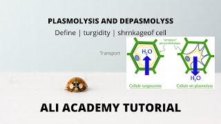 Plasmolysis And Deplasmolysis  Class 11 Biology [upl. by Editha]