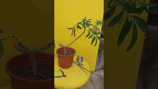 Terminalia Arjuna Bonsai viralvideo shortsvideo shorts bonsai [upl. by Wilinski]