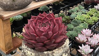 Echeveria Collection and Rare Echeveria Succulent Varieties [upl. by Sirref]