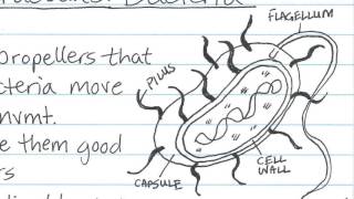 Cornell Notes Method of Taking Notes [upl. by Doralynne]