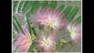 Albizia julibrissin arborele matase mimosa [upl. by Ardnosak]