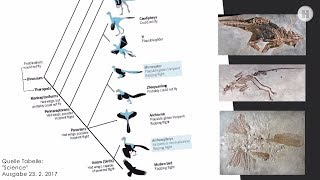 Vögel  Die letzten lebenden Dinosaurier [upl. by Pisarik269]