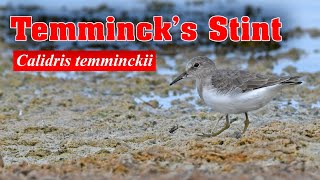 Temmincks Stint  Calidris temminckii [upl. by Neenaej]