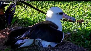 Makalii Growing Quickly In Nest 1 – Feb 12 2018 [upl. by Baseler]