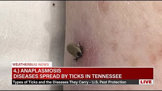 Diseases Spread By Ticks In Tennessee  US Pest Protection [upl. by Kir]