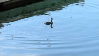 Eared Grebe Diving for Fish [upl. by Kammerer602]