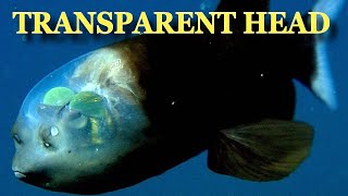 Barreleye Fish With See Through Head Caught In California [upl. by Ayom893]