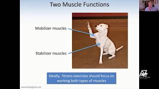 Mobilizer vs Stabilizer Muscles [upl. by Wash]