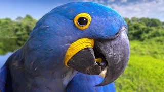 The Most Beautiful Parrot On Earth  Hyacinth Macaw [upl. by Enelav468]