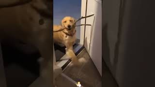 Funny Animals 2024 😂 Best Funny dog amp cat Moments 🐶🐱 929 shorts [upl. by Nacul]