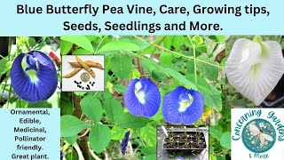 Blue Butterfly Pea Vine Grow Care Seeds Seedlings amp more Add this great plant to your garden [upl. by Kramer]