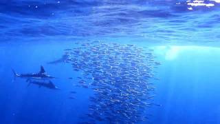 Striped Marlin Bait Ball  Pelagic Life [upl. by Blanca]