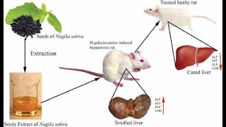 Hepatoprotective Effect of EthanolicStems Extract of Anisochilus carnosusagainst [upl. by Ezalb73]