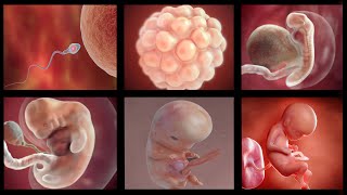 Human embryonic development  3D Animation [upl. by Cybil596]