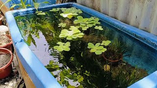 Natural Outdoor Breeding Guppy and Platy Fish  No Air pump Needed [upl. by Lorens125]