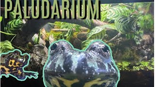 Making a PALUDARIUM For my Fire Bellied Toads with fish my first paladarium [upl. by Pros]