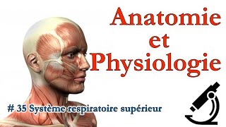 Anatomie et Physiologie 35 Système respiratoire supérieur [upl. by Ived390]