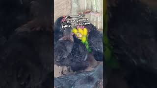 Vídeos de gallinas felices en Cali Colombia huevos orgánicos [upl. by Slorac]