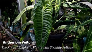 Anthurium veitchii The King of Epiphytic Plants with Striking Foliage AnthuriumVeitchii [upl. by Anderer43]