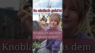 Jetzt Knoblauch stecken  für eine reiche Ernte im Sommer Balkongarten [upl. by Hachmin]